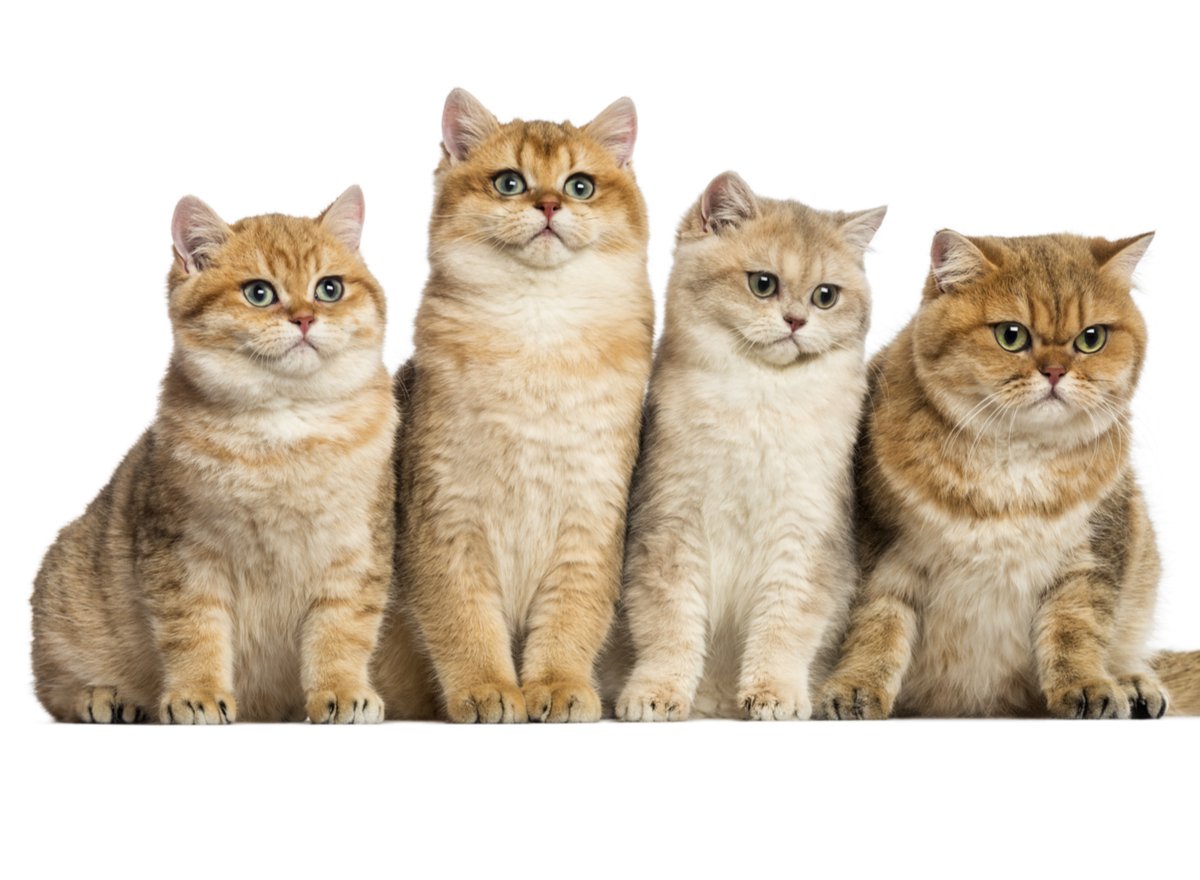Gruppe von Britisch Kurzhaar Katzen