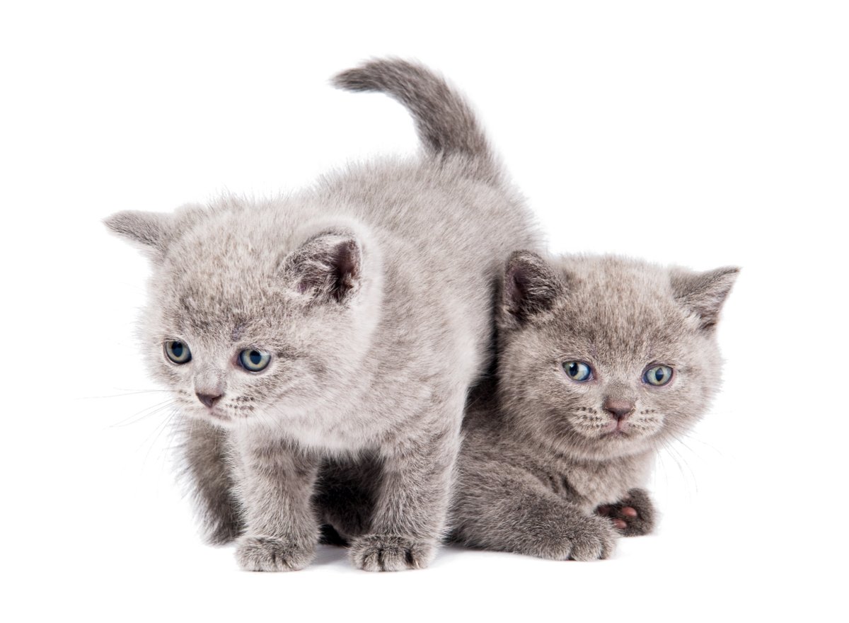 Zwei Britisch Kurzhaar Kätzchen