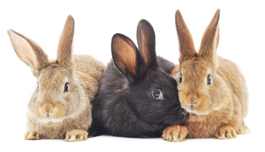Bild mit drei süßen Kaninchen