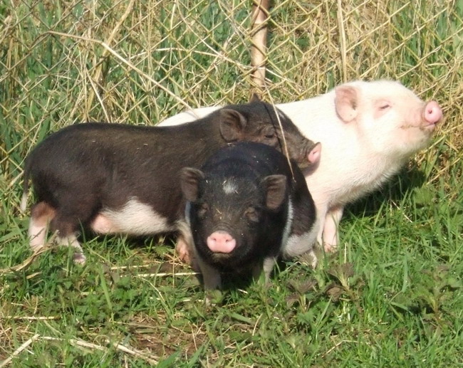 Zwei süße kleine Minischweine