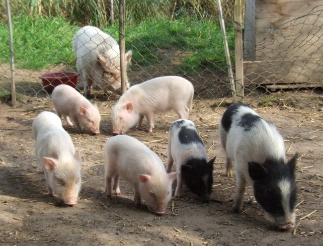 Minischweinfamilie mit Eber im Vordergrund