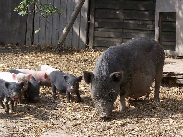 Komplette Minischweinfamilie