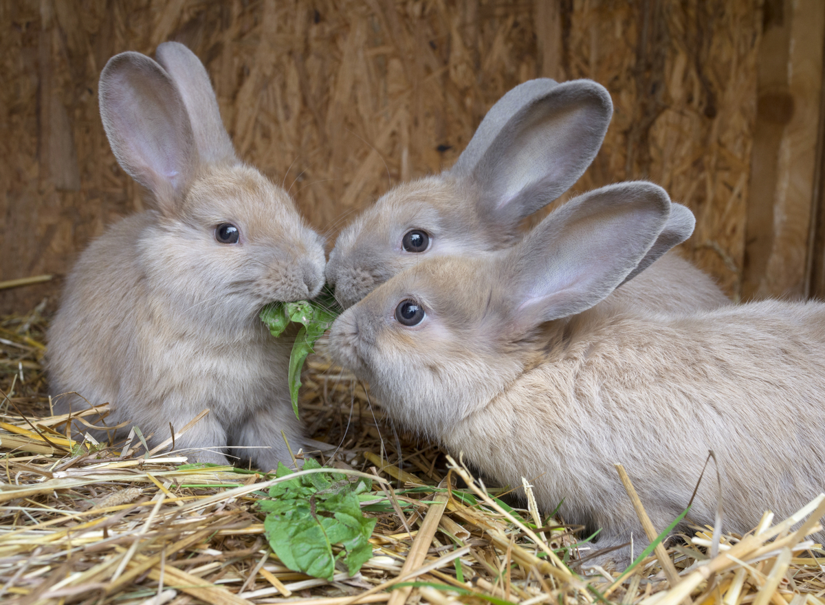 Drei Glückliche Kaninchen im Stall