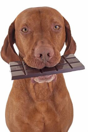 Hund mit Schokolade im Maul