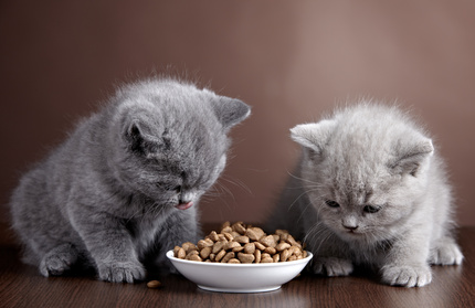 Zwei Katzen fressen nicht