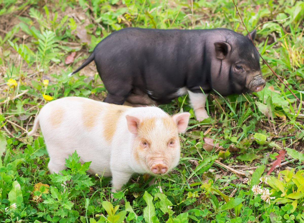 Zwei Minischweine auf der Wiese